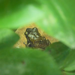 Amazon and Beyond - Village Square - Mona Coqui