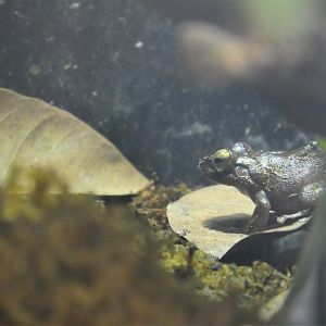 Amazon and Beyond - Village Square - Mona Coqui