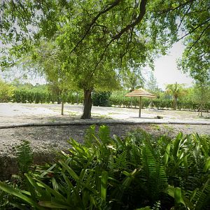Amazon and Beyond - Chacoan Peccary and Guanaco Exhibit