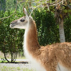 Amazon and Beyond - Guanaco