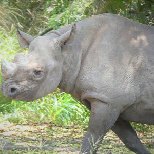 Africa - Eastern Black Rhinoceros