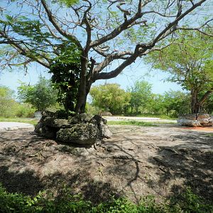 Africa - Eastern Black Rhinoceros Exhibit