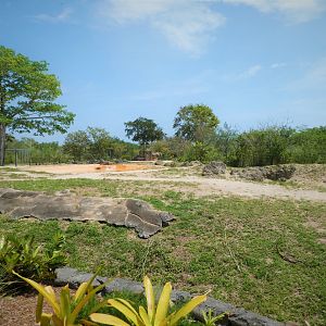 Africa - African Bush Elephant Exhibit