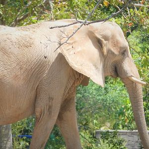 Africa - African Bush Elephant