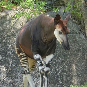 Africa - Okapi