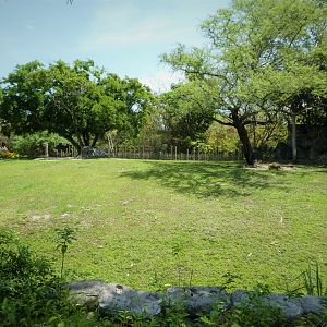 Africa - Black Duiker, Okapi, African Spurred Tortoise Exhibit