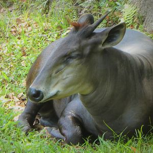 Africa - Yellow-backed Duiker