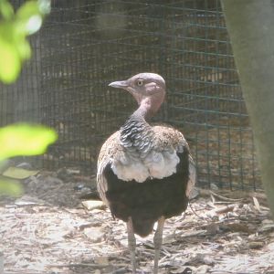 Africa - Buff-crested Bustard