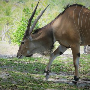 Africa - Eastern Giant Eland