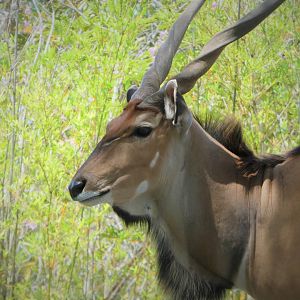 Africa - Eastern Giant Eland