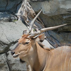 Africa - Eastern Giant Eland