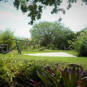 Africa - Western Lowland Gorilla Exhibit