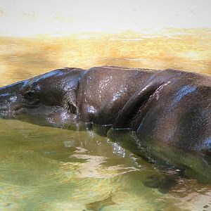Africa - Pygmy Hippopotamus