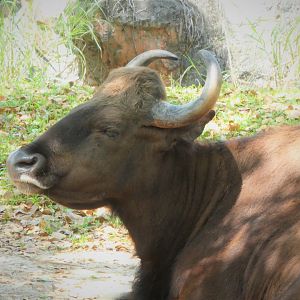 Asia - Gaur