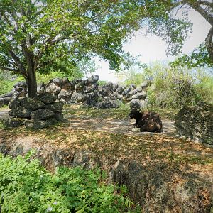 Asia - Dromedary or Gaur Rotational Exhibit