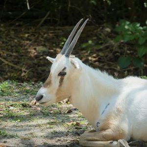 Africa - Arabian Oryx Calf