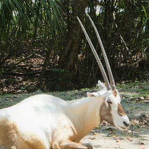 Africa - Arabian Oryx