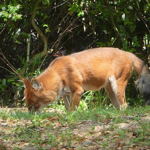 Asia - Dhole