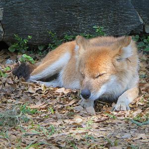 Asia - Dhole