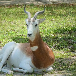 Africa - Addra Gazelle