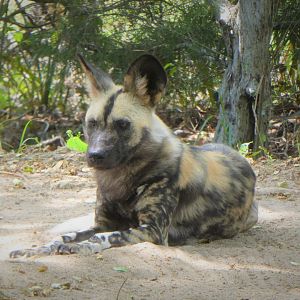 Africa - Cape Wild Dog