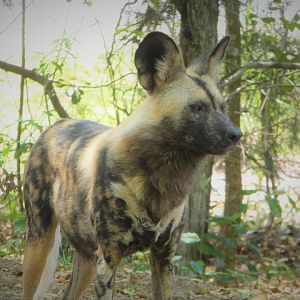 Africa - Cape Wild Dog