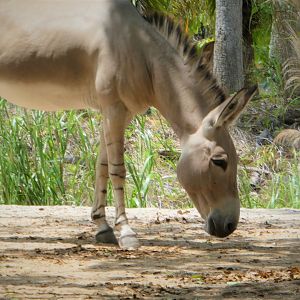 Africa - Somali Wild Ass
