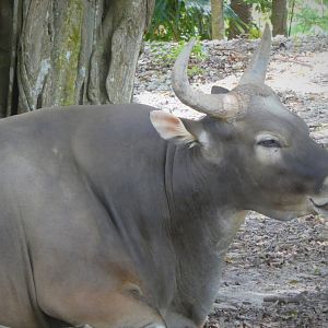 Asia - Javan Banteng