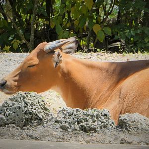 Asia - Javan Banteng