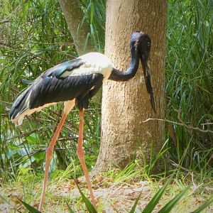 Asia - Black-necked Stork