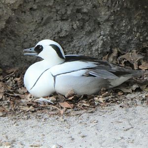 Asia - Wings of Asia - Smew