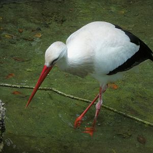 Asia - Wings of Asia - White Stork