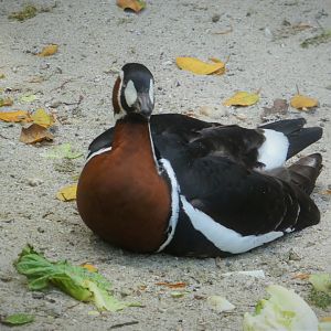 Asia - Wings of Asia - Red-breasted Goose