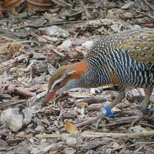 Asia - Wings of Asia - Buff-banded Rail