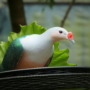 Asia - Wings of Asia - Red-knobbed Imperial Pigeon