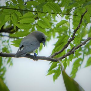 Asia - Wings of Asia - White-breasted Woodswallow