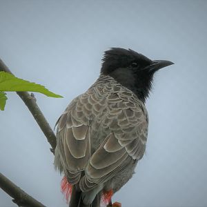 Asia - Wings of Asia - Red-vented Bulbul