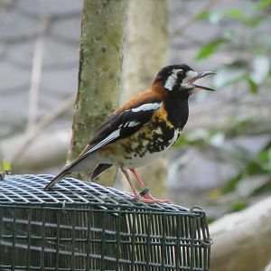 Asia - Wings of Asia - Chestnut-backed Thrush