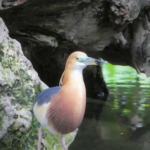 Asia - Wings of Asia - Javan Pond-Heron