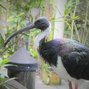 Asia - Wings of Asia - Straw-necked Ibis