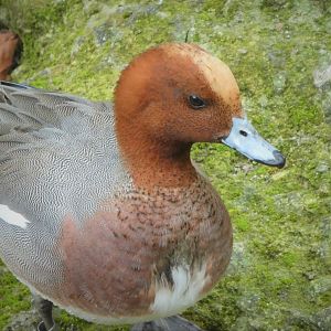 Asia - Wings of Asia - Eurasian Wigeon