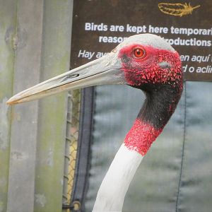 Asia - Wings of Asia - Sarus Crane