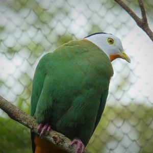 Asia - Wings of Asia - Black-naped Fruit Dove