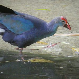 Asia - Wings of Asia - Gray-headed Swamphen