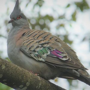 Asia - Wings of Asia - Crested Pigeon