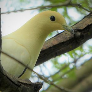 Asia - Wings of Asia - Pied Imperial Pigeon