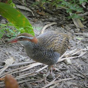 Asia - Wings of Asia - Buff-banded Rail