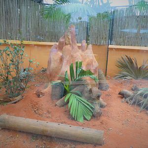 Critter Connection - Meerkat Exhibit