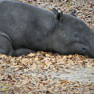 Asia - Malayan Tapir