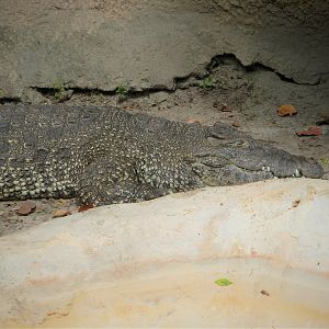 Asia - Cuban Crocodile